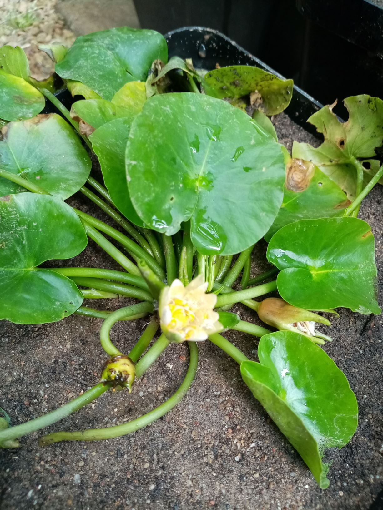 Nymphaea thermarum - pygmy Rwandan water-lily | Stellenbosch University ...