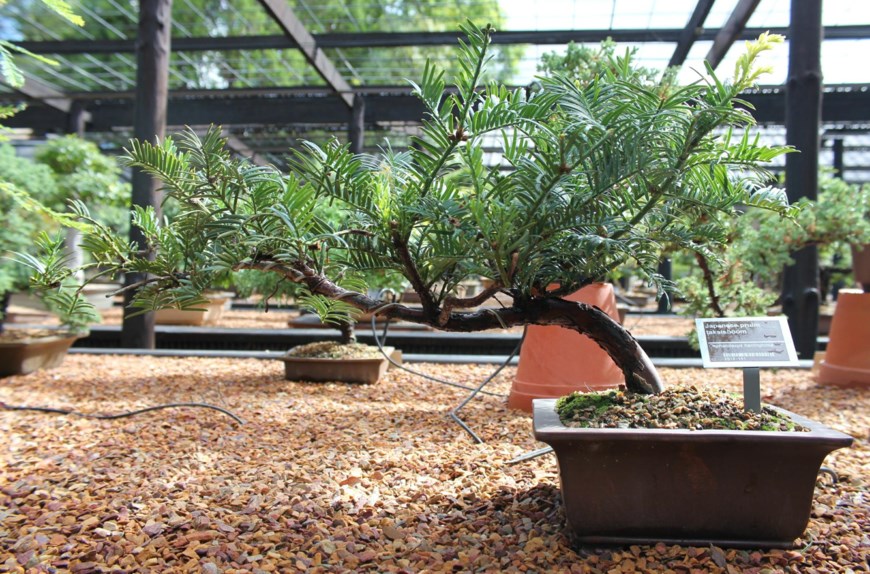 Cephalotaxus harringtonia - Japanese pruim-taksisboom, Cowtail pine, Japanese plum yew