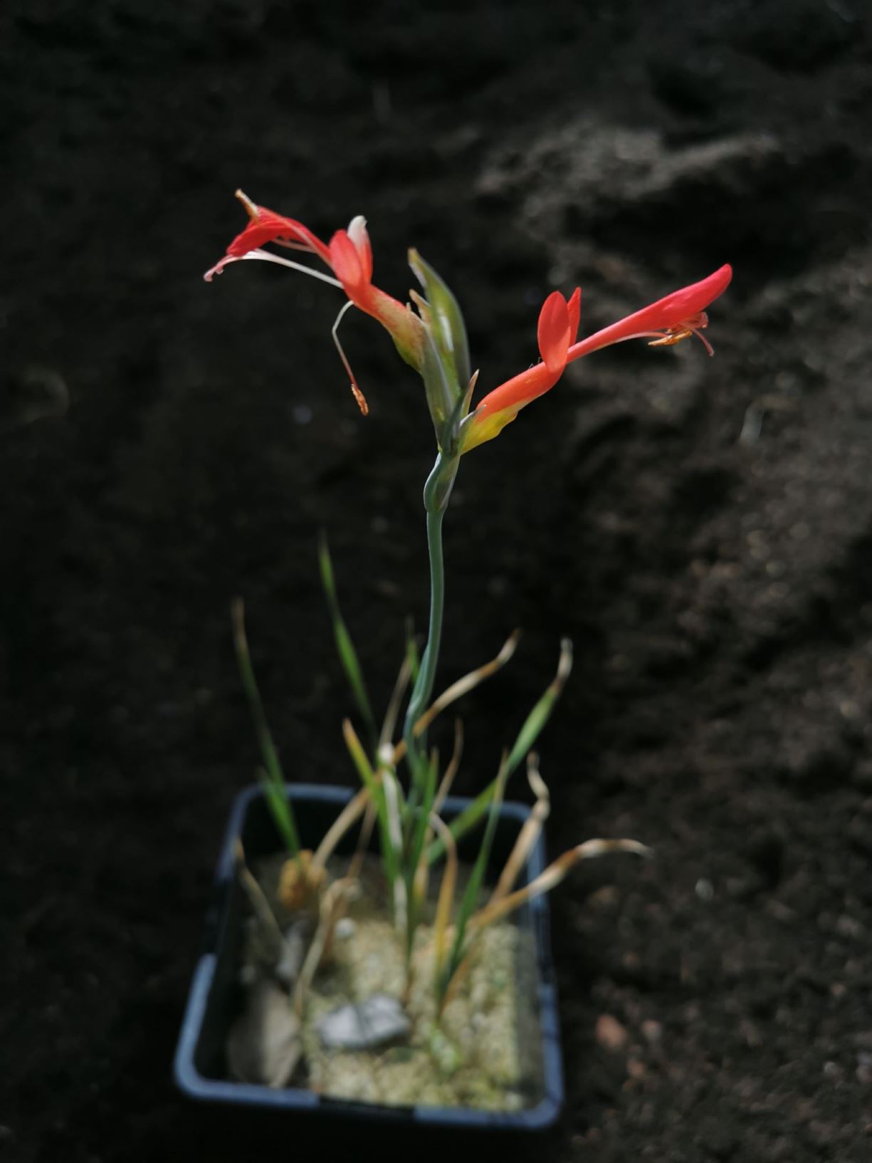 Gladiolus cunonius - Lepelblom, Suikerkannetjie