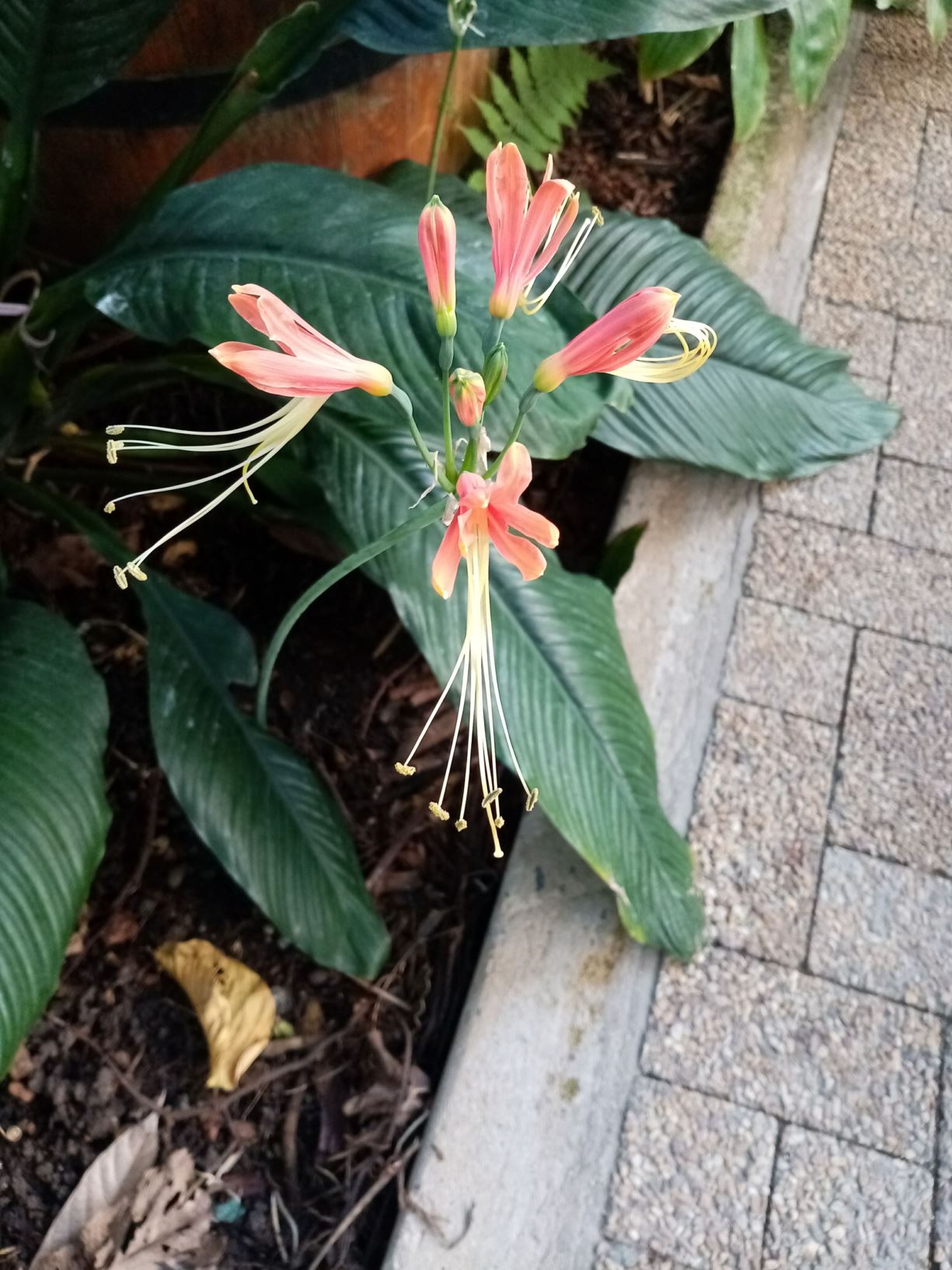 Eucrosia bicolor - Eucrosia