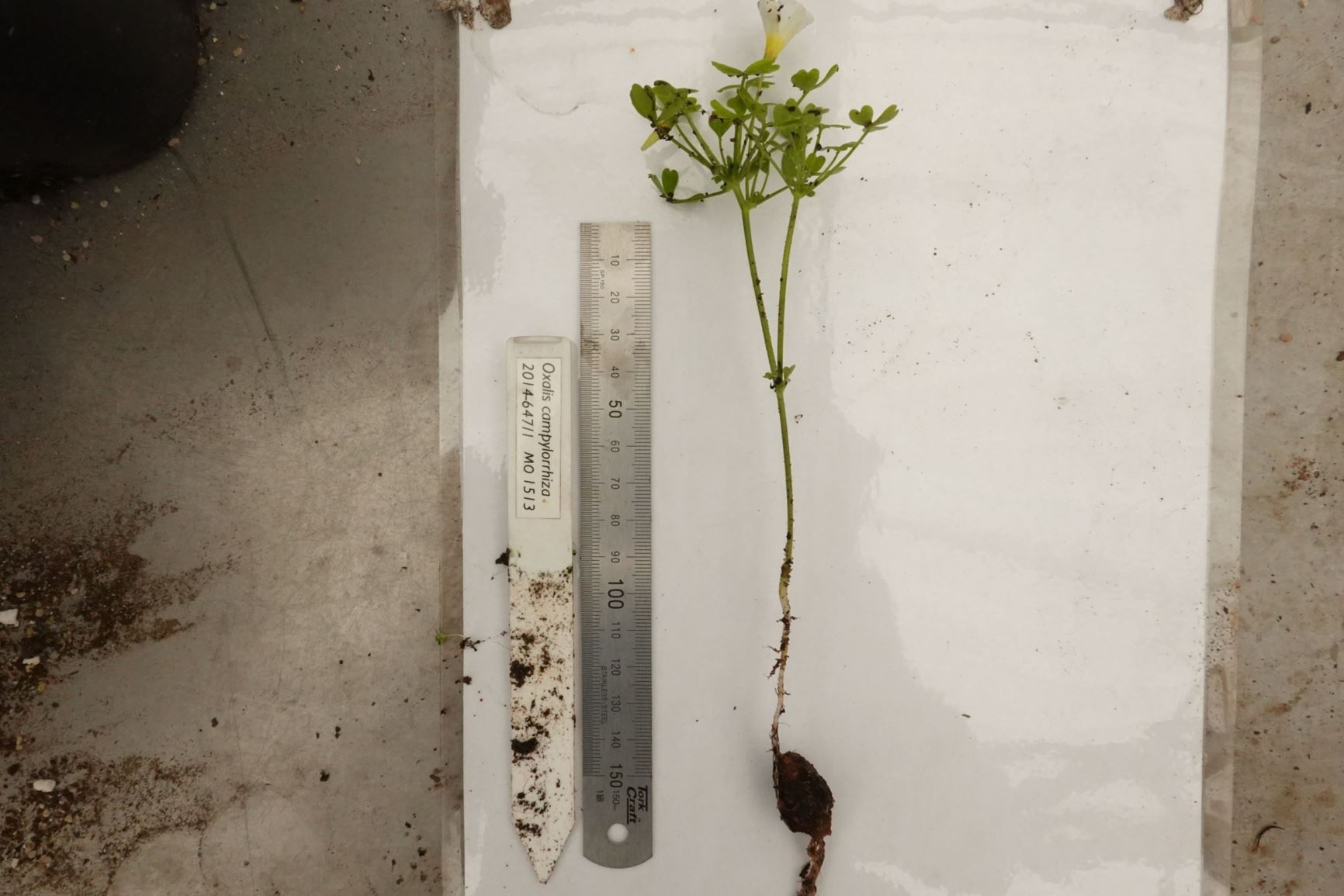 Oxalis campylorrhiza - Oxalis