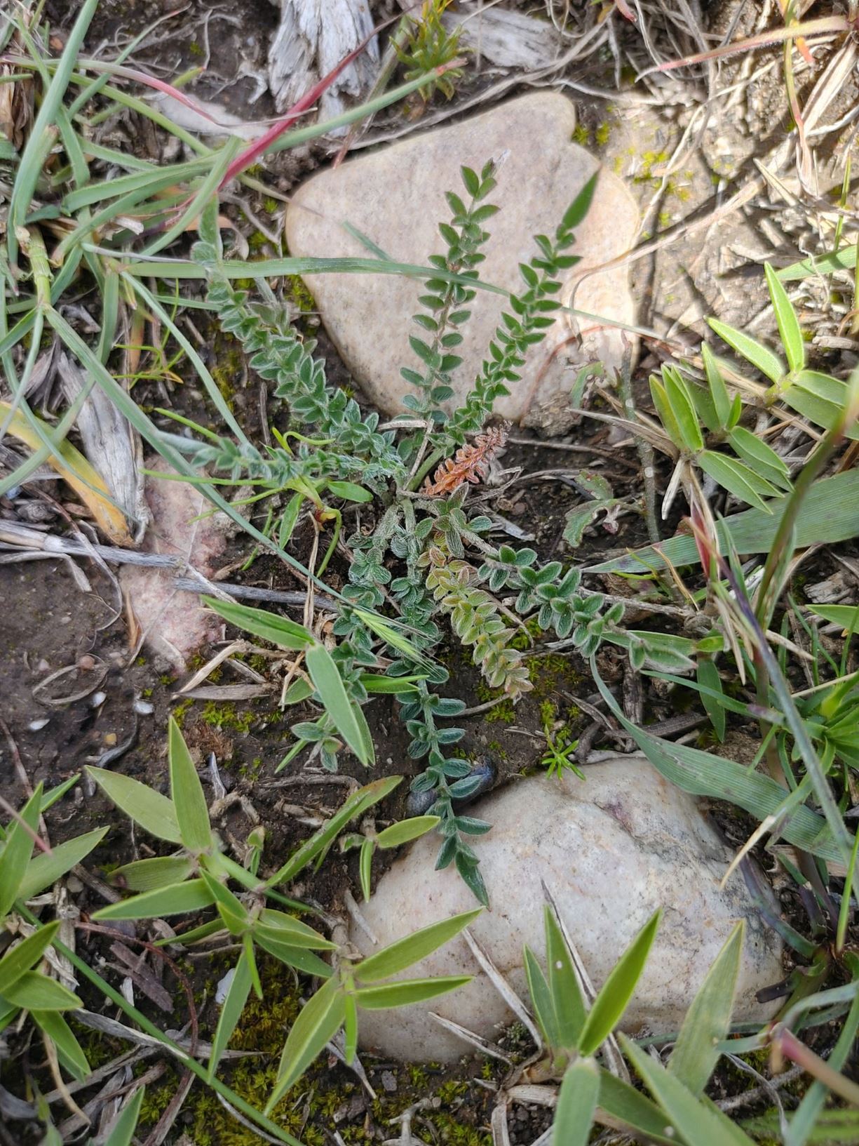 Pelargonium viciifolium