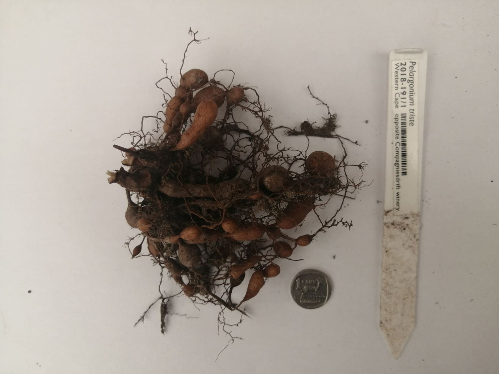 Pelargonium sp