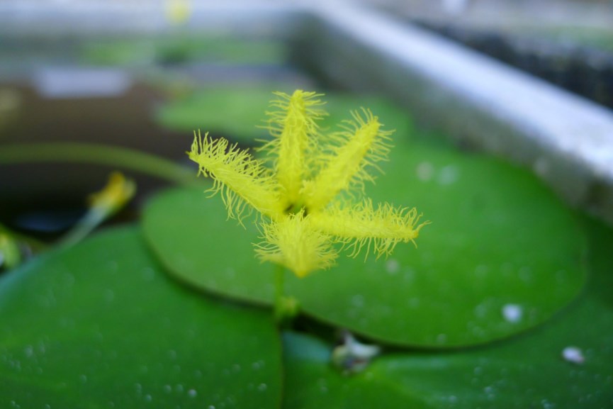 Nymphoides indica - Geelwateruintjie, Floating hearts, water snowflake