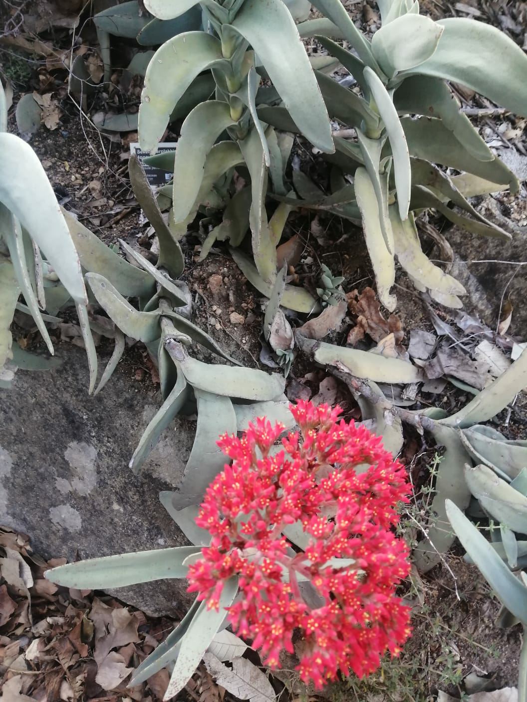 Crassula perfoliata - Rooiplakkie, Sekelblaarplakkie, Sekel-crassula, Honey crassula, Propeller plant, Red treasure, Scarlet paintbrush, Sickle crassula