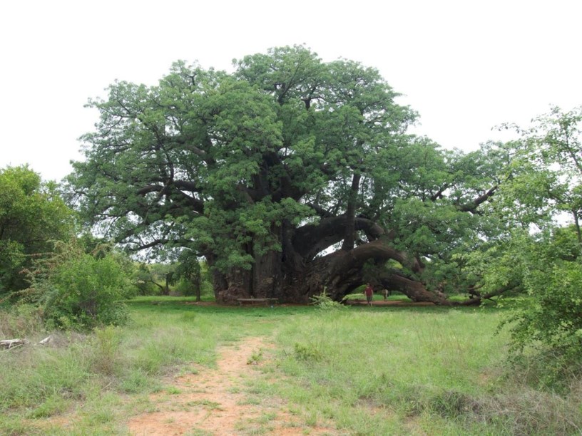 Adansonia digitata - Kremetartboom, Baobab, Cream of tartar tree, Lemonade tree, Monkey-bread tree, Mowana, Muvhuyu, isiMuku, umShimulu
