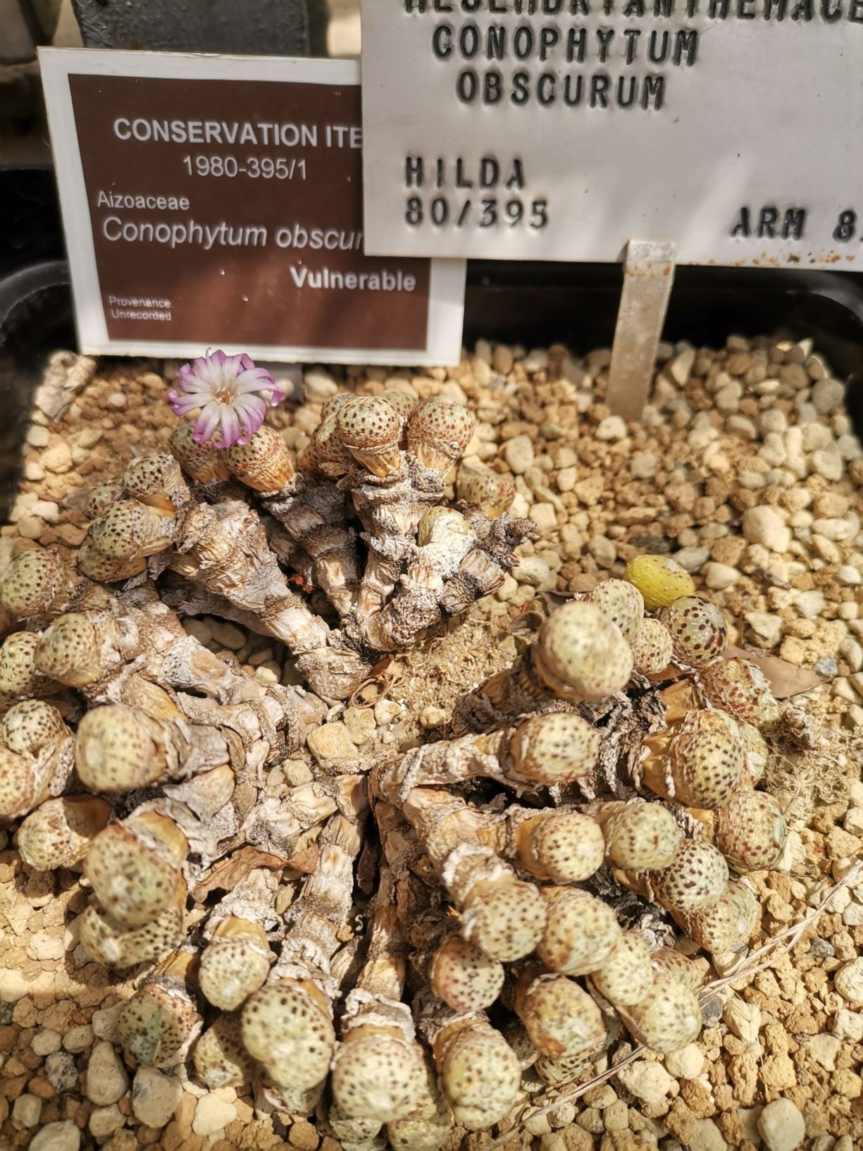 Conophytum obscurum - Knopies, Buttons