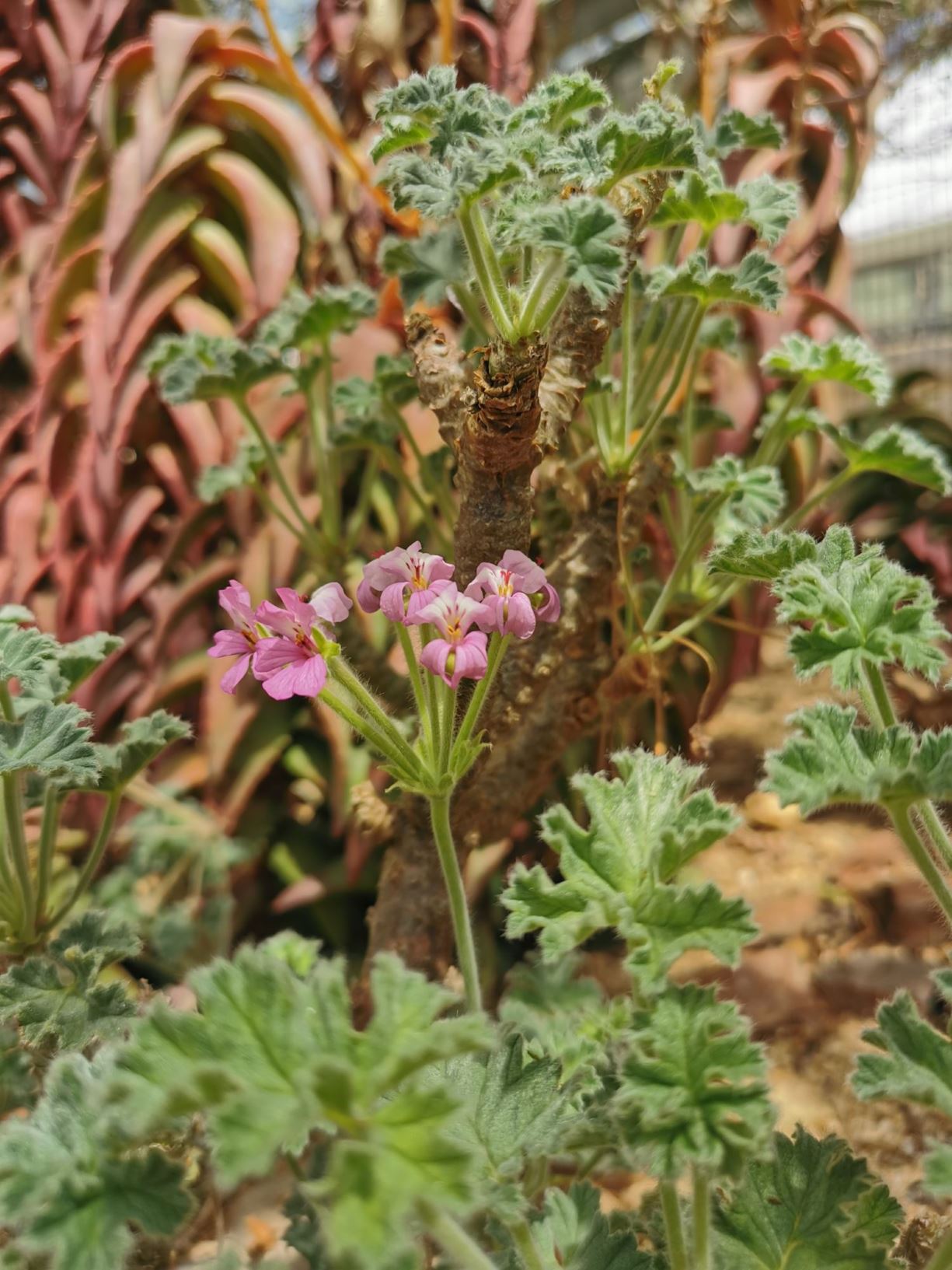Pelargonium cortusifolium - Pelargonium