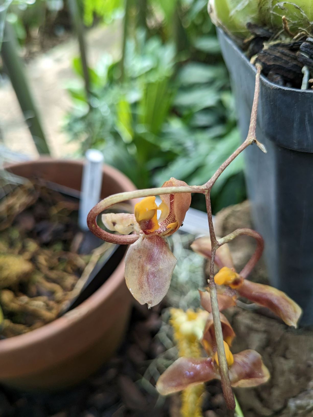 Gongora galeata - Gongora orchid, Helmut gongora
