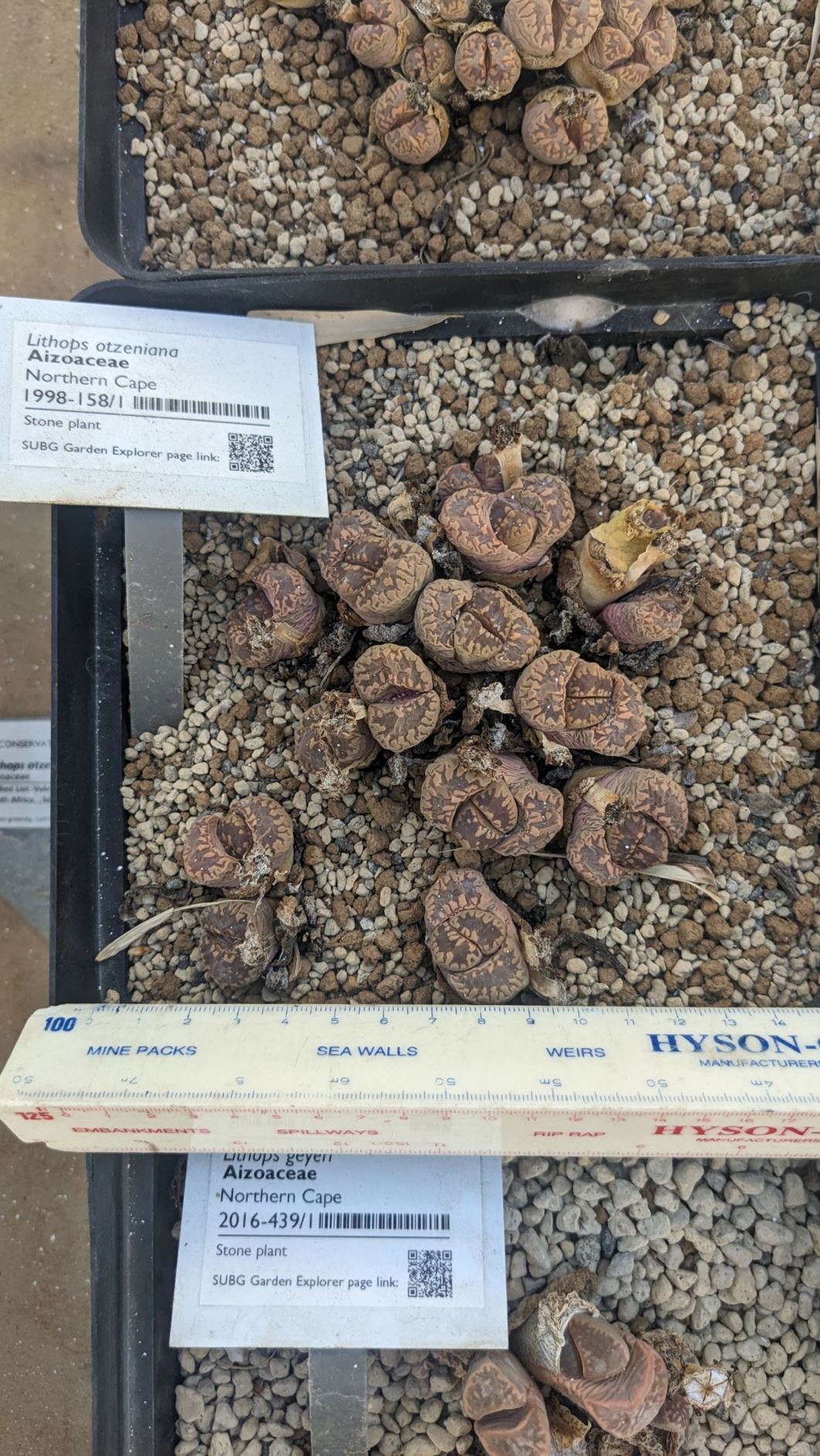 Lithops otzeniana - Beeskloutjies, Stone plant