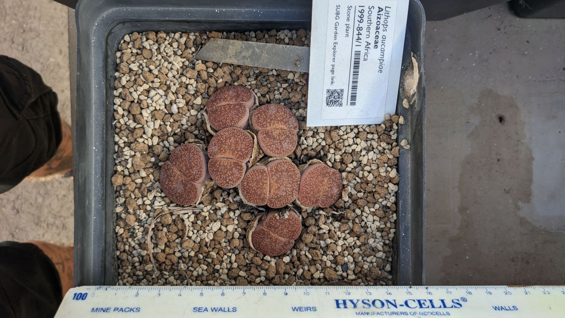 Lithops aucampiae - Beeskloutjies, Stone plant