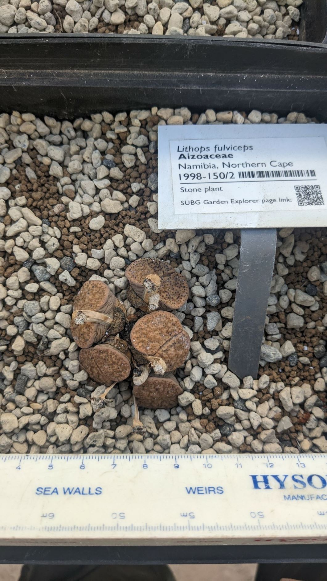 Lithops fulviceps - Beeskloutjies, Stone plant