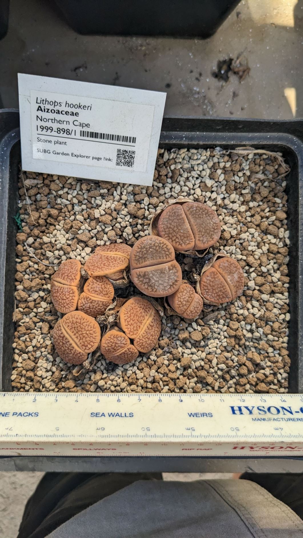 Lithops hookeri - Beeskloutjies, Stone plant