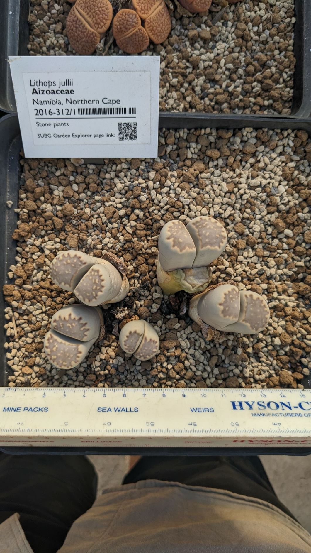Lithops jullii - Beeskloutjies, Stone plants