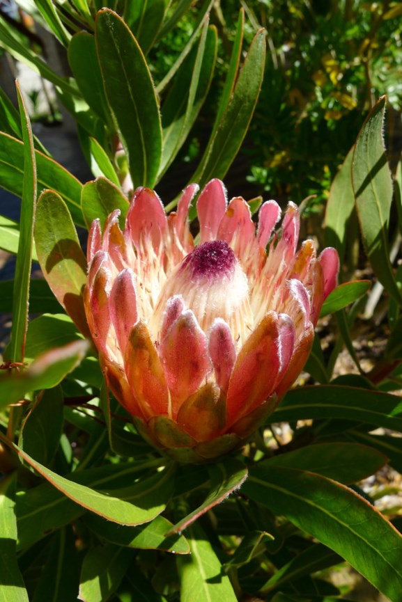 Protea × susannae  'Pink Ice' - Protea 'Pink Ice'