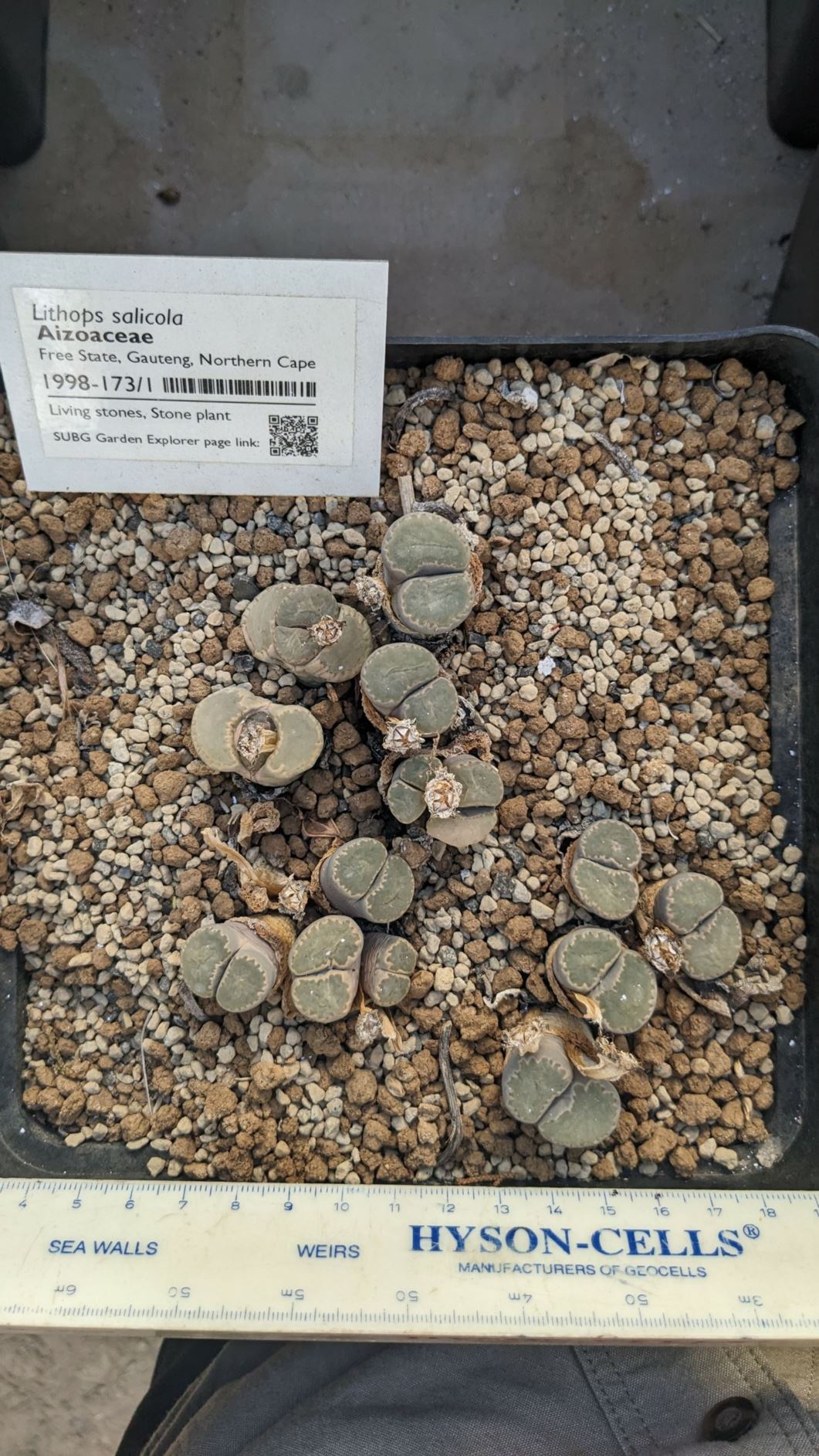 Lithops salicola - Beeskloutjies, Living stones, Stone plant