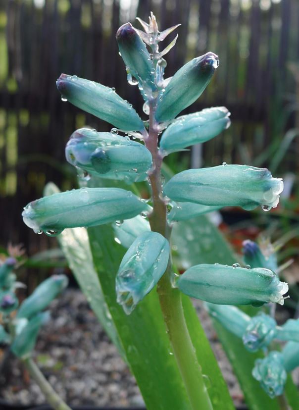 Lachenalia viridiflora - Lachenalia