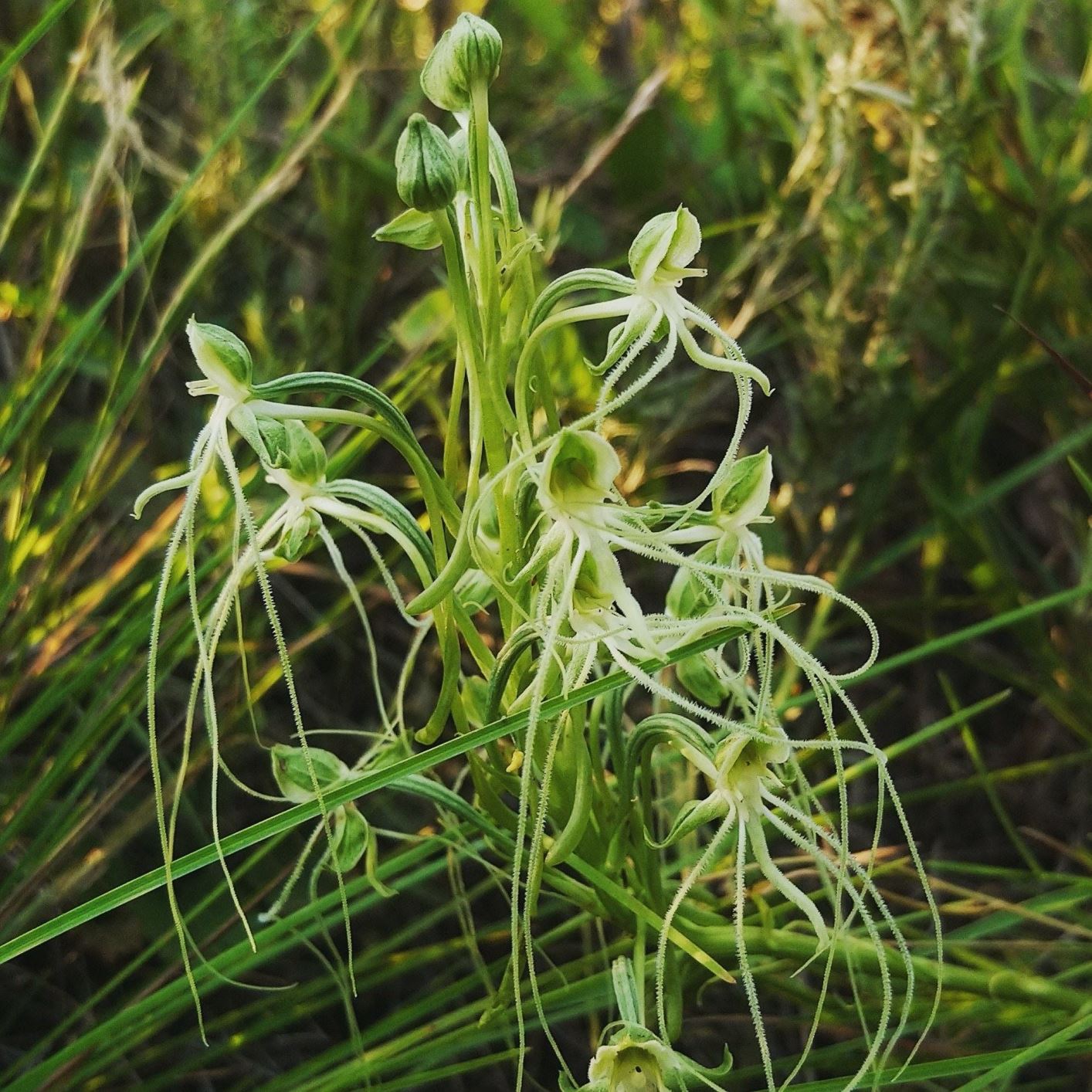 Habenaria kraenzliniana - wisp ghost orchid