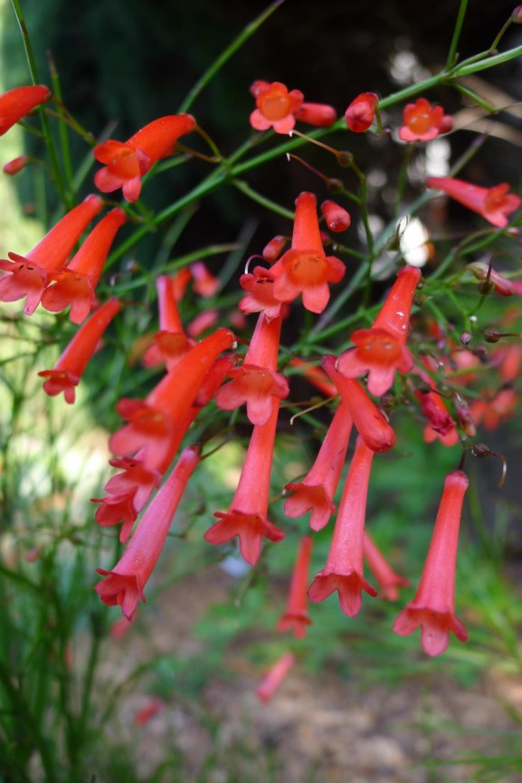 Russelia equisetiformis - Koraalbos, Coral fountain, Coral plant, Coralbush, Firecracker plant, Fountain bush, Fountain plant