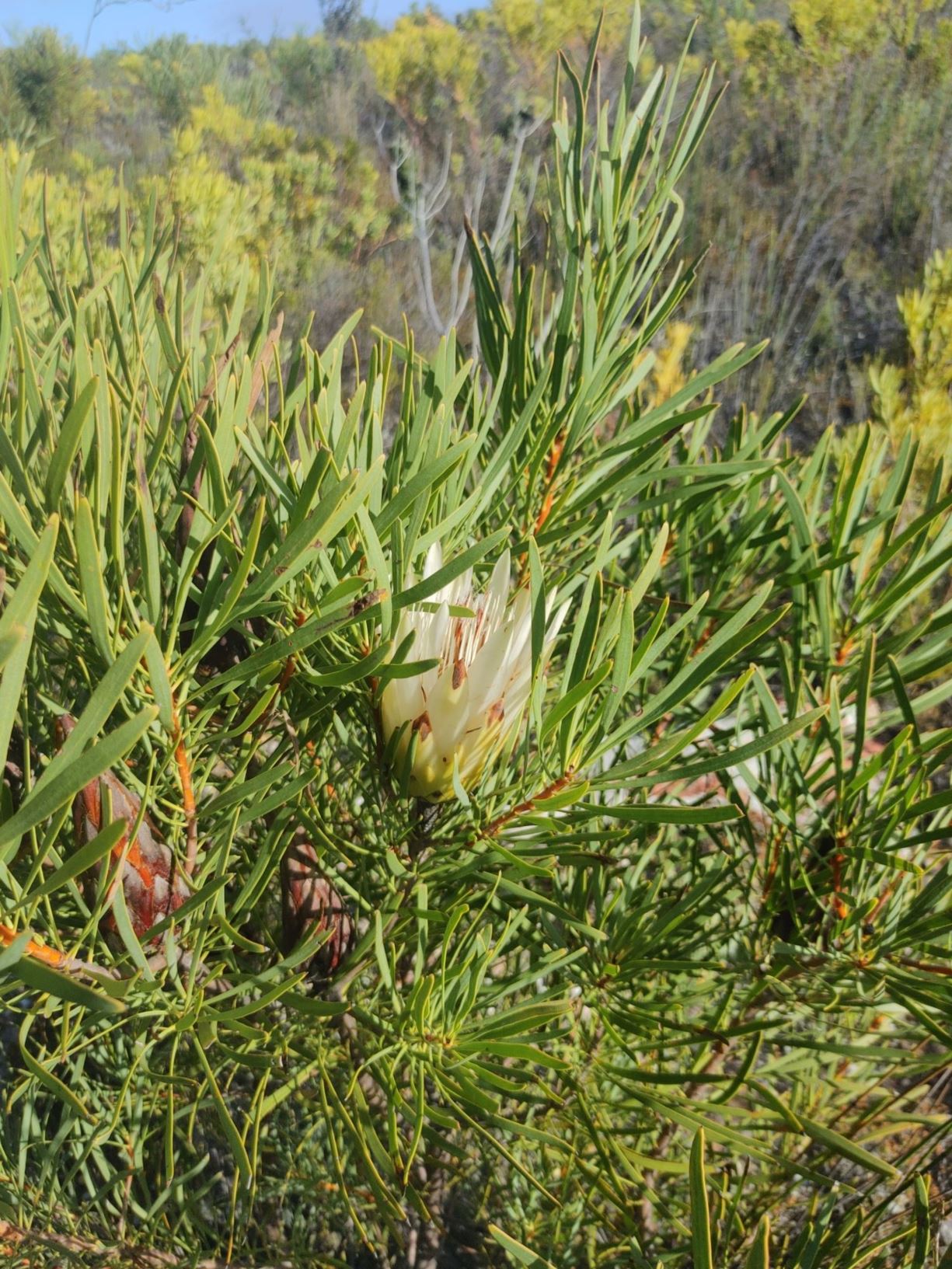 Protea repens - Bierbos, Mebos, Opregte suikerbos, Perdebos, Suikerbos, Suikerkan, Common sugarbush, Isiquane, Real sugarbush