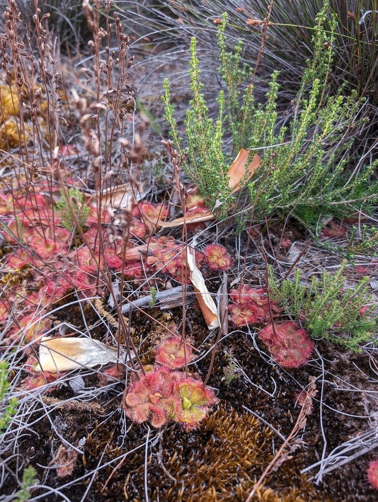 Drosera cuneifolia - Skiereiland-sonnedou, Vlieëvangertjie, Peninsula sundew