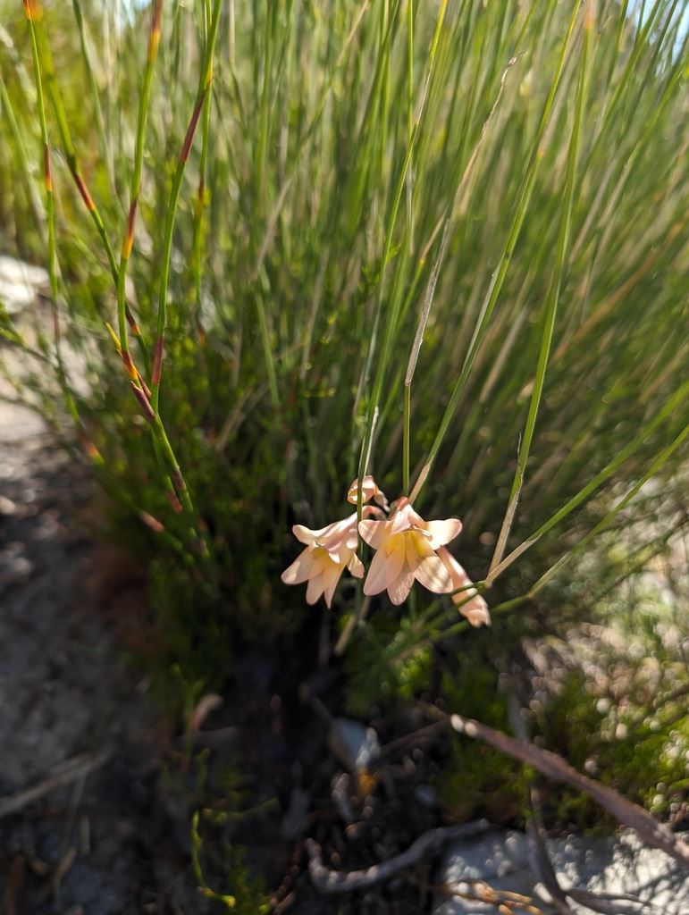 Gladiolus monticola