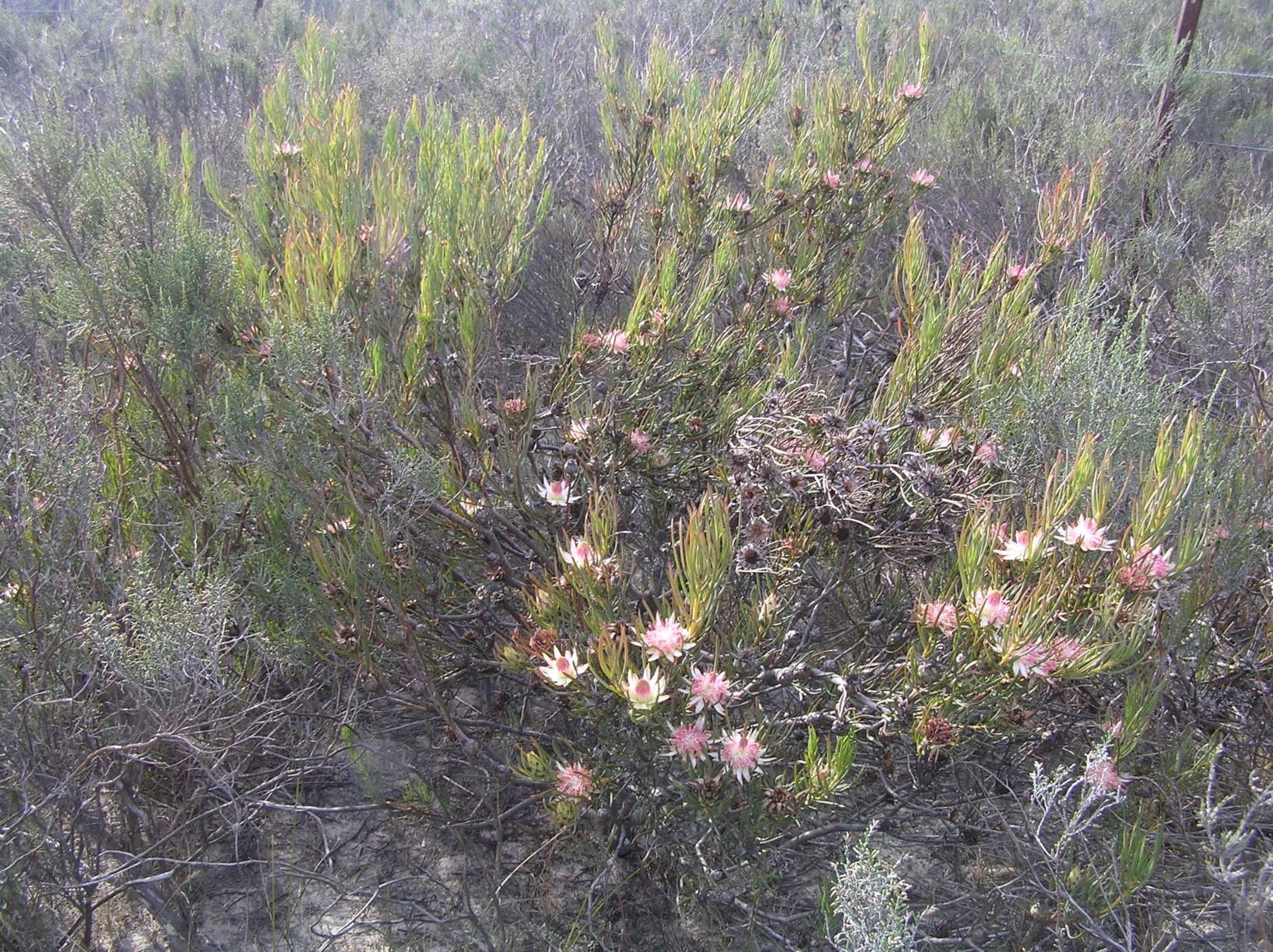 Protea odorata