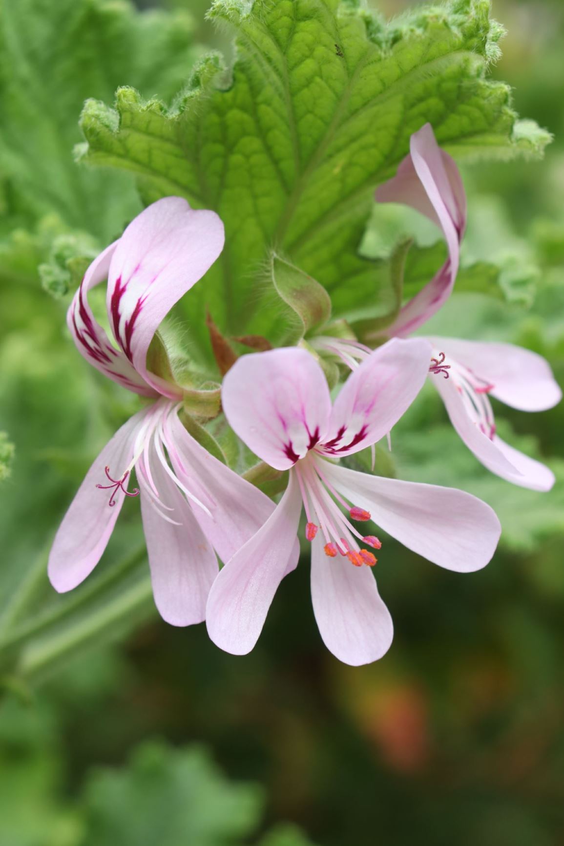 Pelargonium graveolens green mermaid - wildemalva, Rose-scented pelargonium