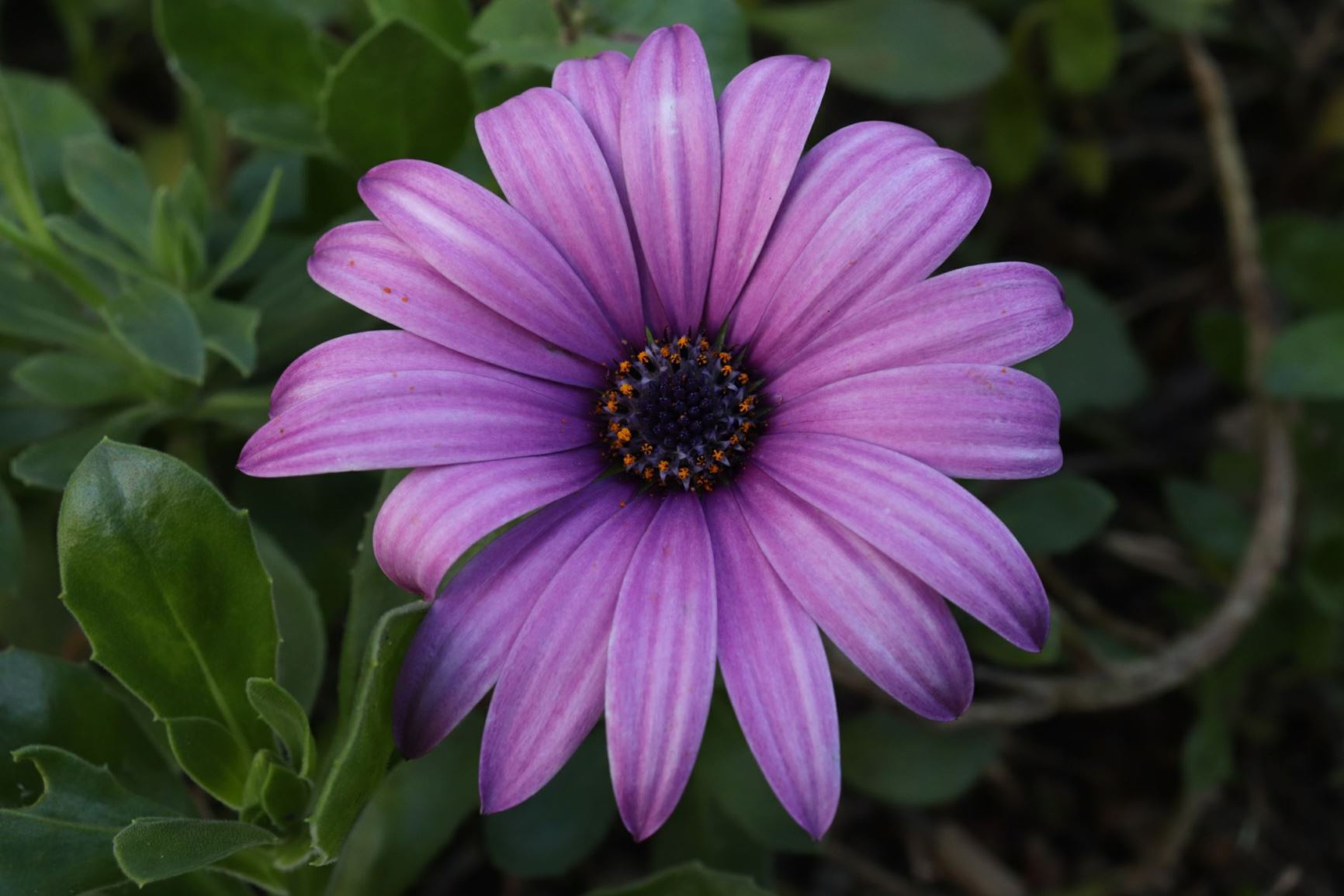 Dimorphotheca jucunda - Bergbietou, Bloubietou, Trailing mauve daisy, Trailing pink daisy, Umasigcolo nkonekaz, u-Mesigcolo-nkonekazi