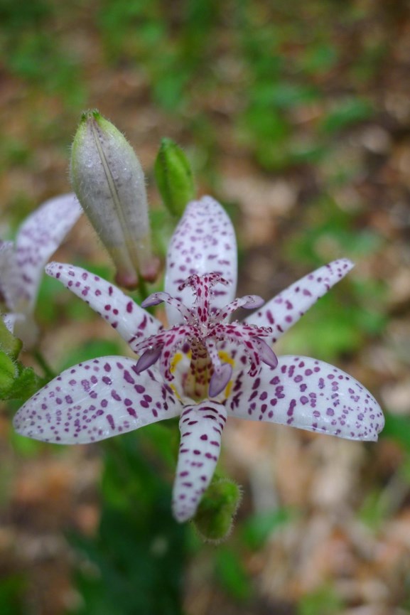 Tricyrtis hirta - Hairy toad lily, Toad lily