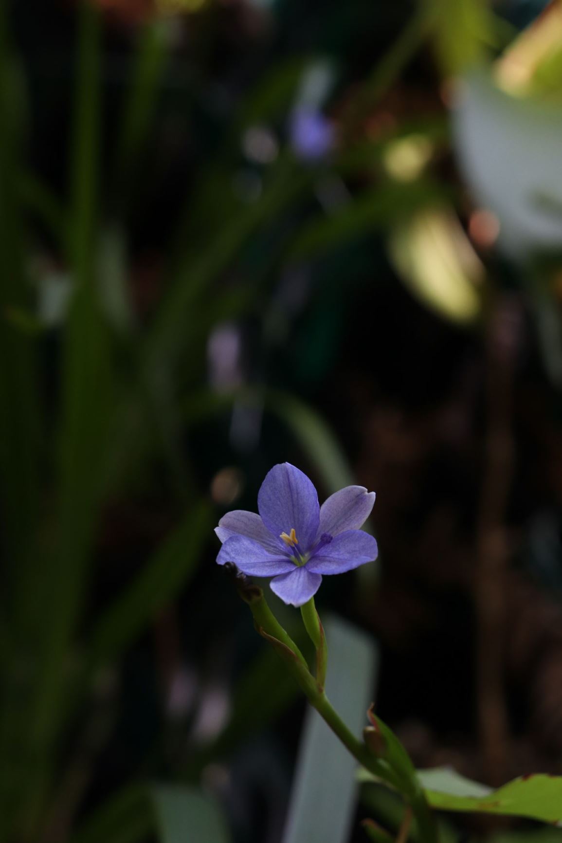 Aristea ensifolia