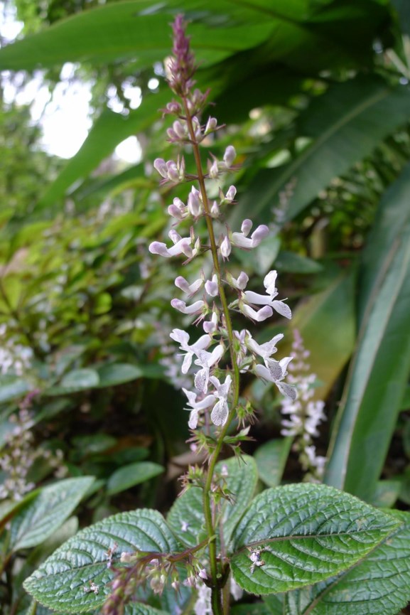 Plectranthus ciliatus - Gespikkelde muishondblaar, Wimperspoorsalie, Eyelash spur-flower, Speckled spur-flower, White wild sage, Umsuthuza