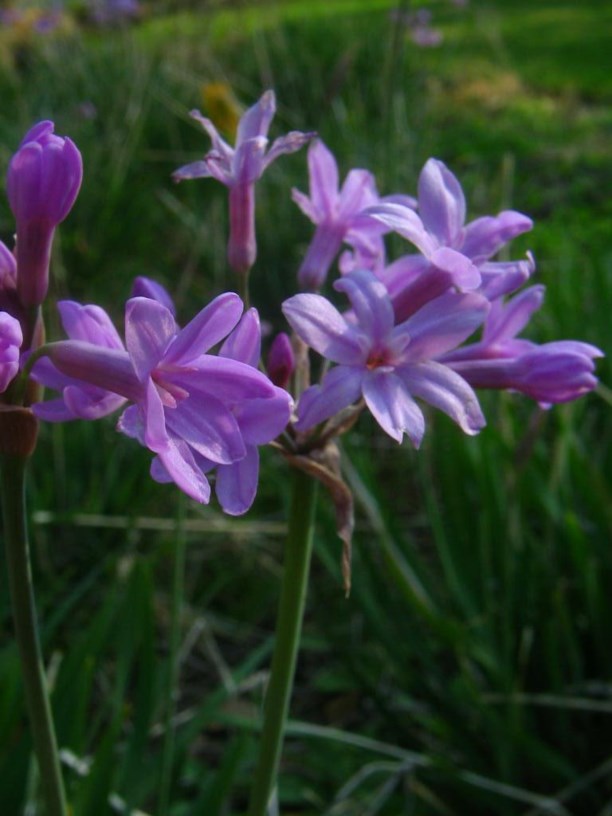 Tulbaghia violacea - Perswildeknoffel, Purple wild garlic