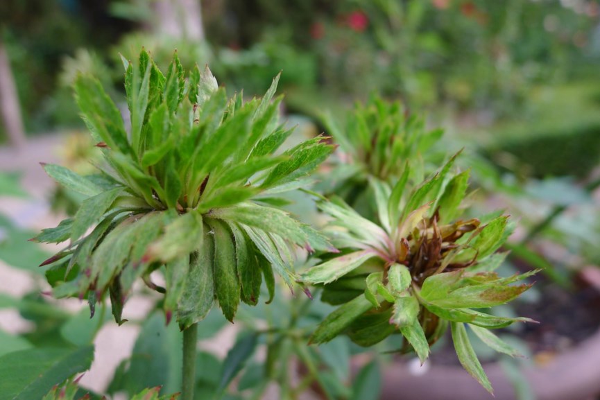 Rosa chinensis 'Viridiflora' - Groenroos, Green rose, Pinyin