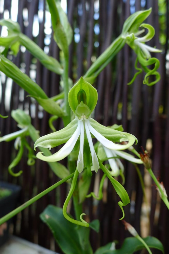 Bonatea speciosa - Moederkappie, Oktoberlelie, Green wood orchid