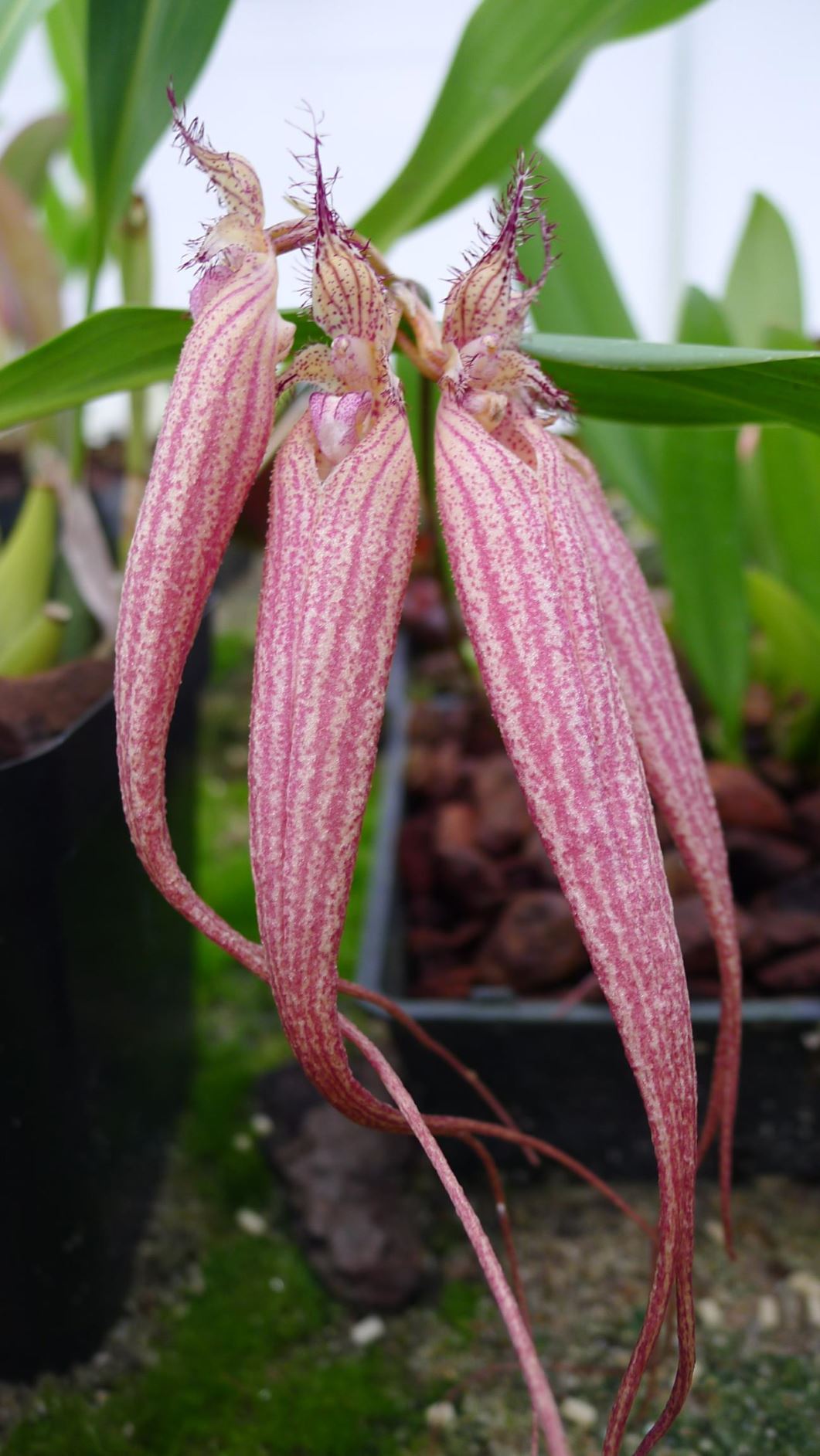 Bulbophyllum × 'Elizabeth Ann' - Bulbophyllum