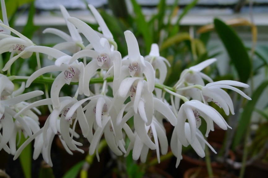 Dendrobium speciosum - King orchid, Outstanding dendrobium, Rock lily