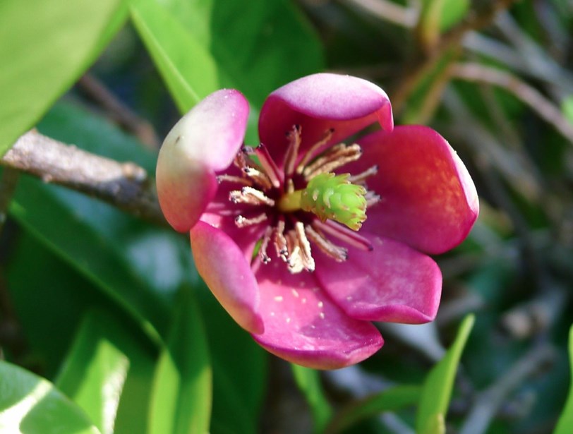 Magnolia figo - Banana shrub, Port wine magnolia