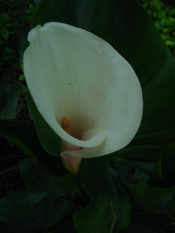 Zantedeschia aethiopica 'Marshmallow' - Wit varkoor, White arum lily
