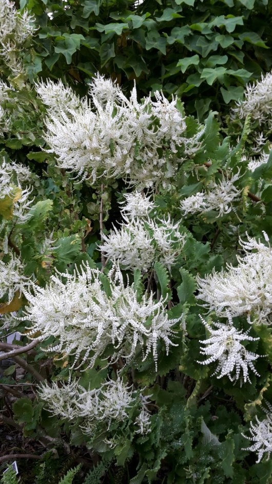 Tetradenia riparia - Gemmerbos, Vleisalie, Watersalie, Ginger bush, Misty plume bush, Iboza, Ibozane