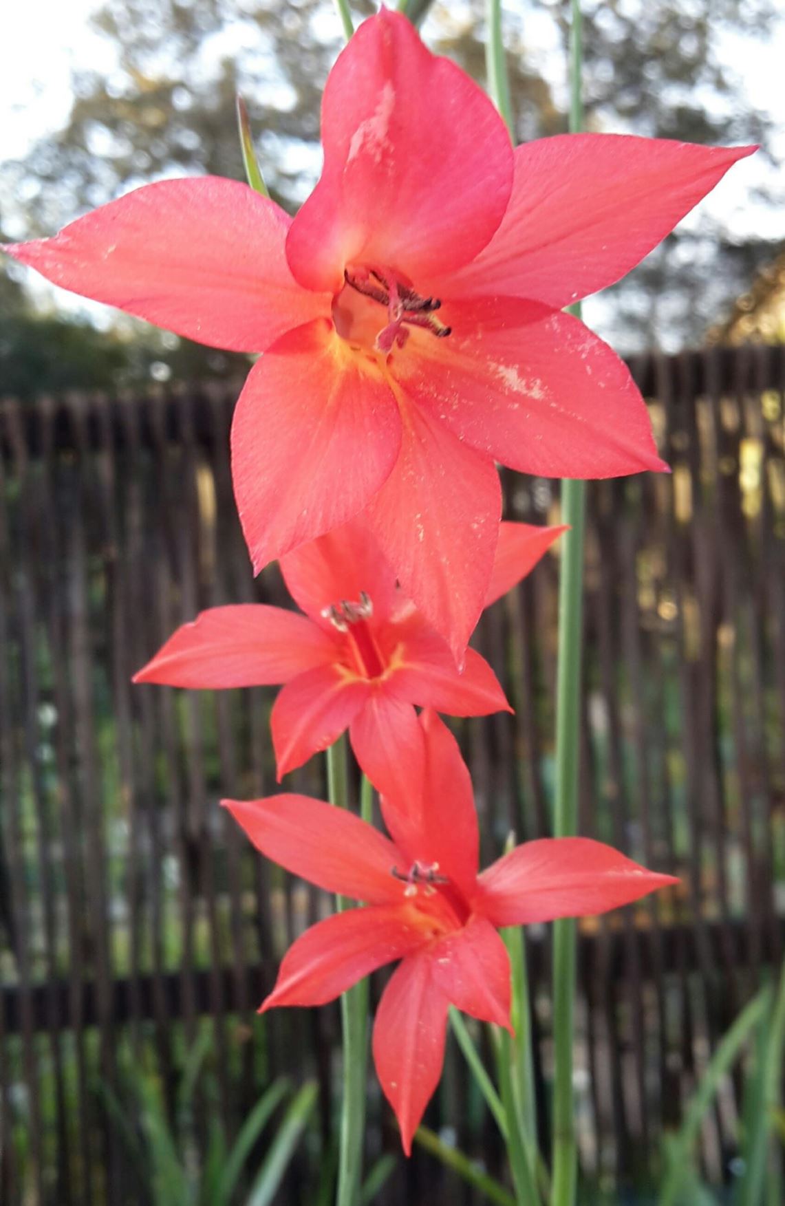 Gladiolus priorii - Gladiolus