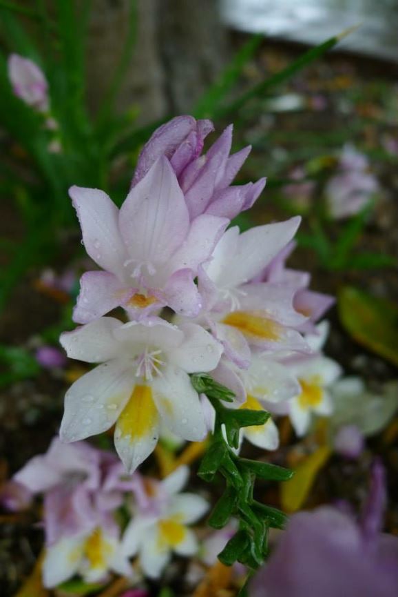 Freesia leichtlinii subsp. alba - Ruikpypie, White coastal freesia