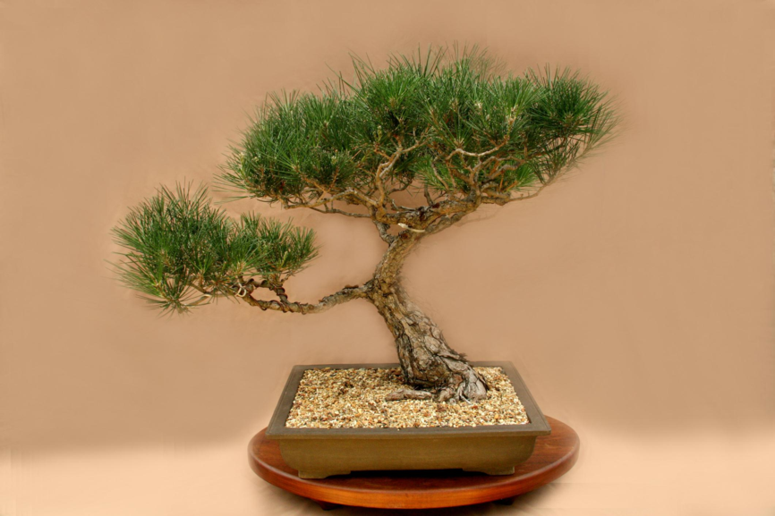 Pinus thunbergii - Japanse swartden, Japanese black pine
