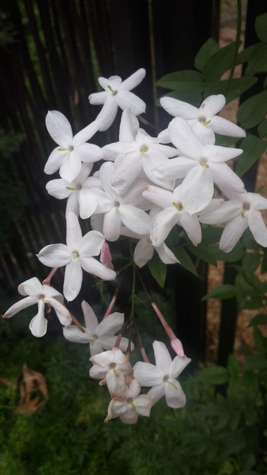 Jasminum polyanthum - Jasmyn, Pink jasmine, White jasmine