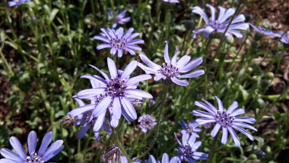 Felicia heterophylla - bloumadeliefie, ware-madeliefie, bloublomastertjie, true blue daisy