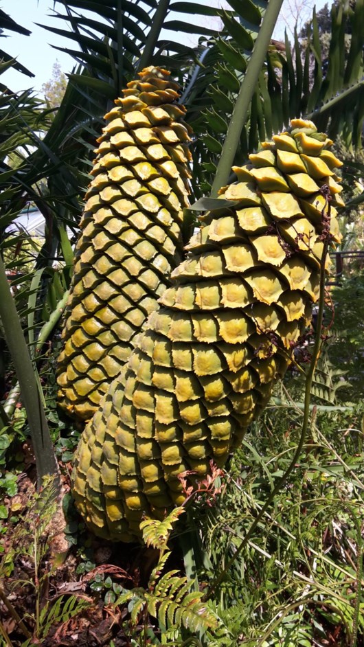 Encephalartos villosus - Grondbroodboom, Stamlose broodboom, Ground cycad, Poor man's cycad, umGusa, Sehlati