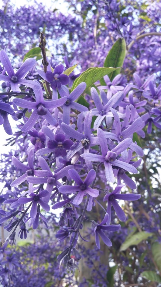 Petrea volubilis - Perskransie, Petrea, Bluebird vine, Purple wreath, Queen's wreath, Sandpaper vine