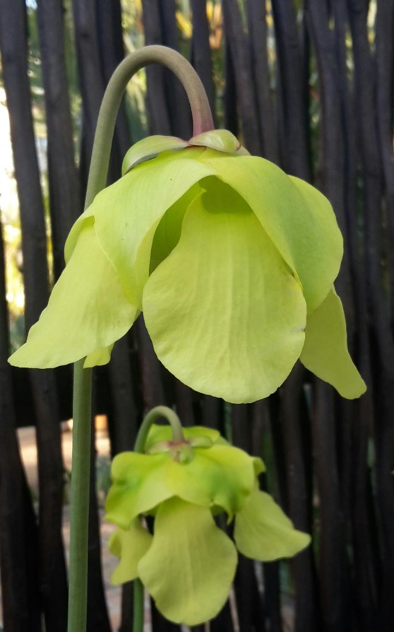 Sarracenia alata - Pale pitcher plant, Pale trumpet