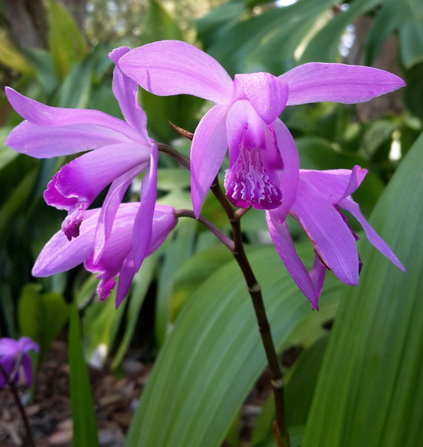 Bletilla striata - Chinese ground orchid, Hyacinth orchid