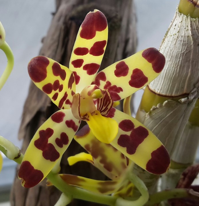 Ansellia africana - Luiperdorgidee, Tierorgidee, Leopard orchid, iMfeyenkawu